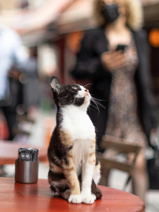 a cat sitting on top of a red table, in front of a large crowd