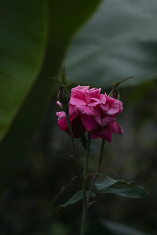 a large pink flower is blooming in a garden