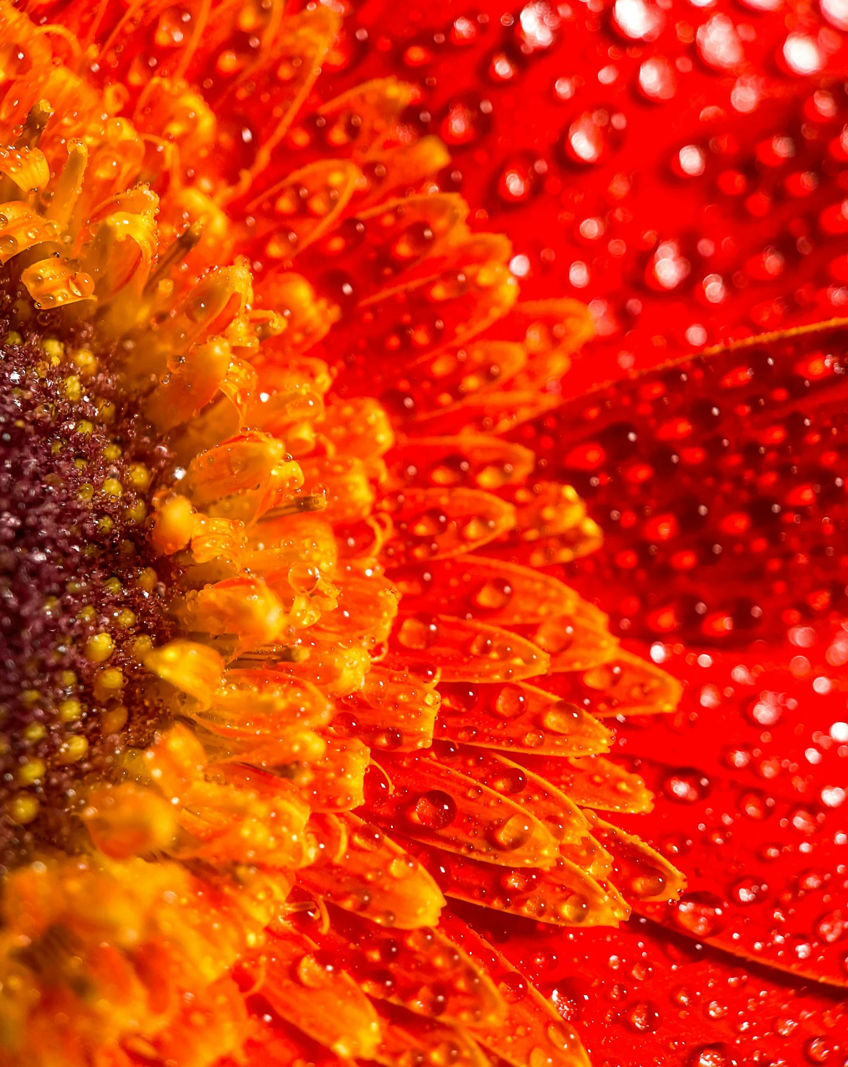 a close up of a red flower with water droplets, a macro photograph, by Jan Rustem, shutterstock contest winner, yellow-orange, abundant detail, clear detailed view, extreme detail 8 k photo quality