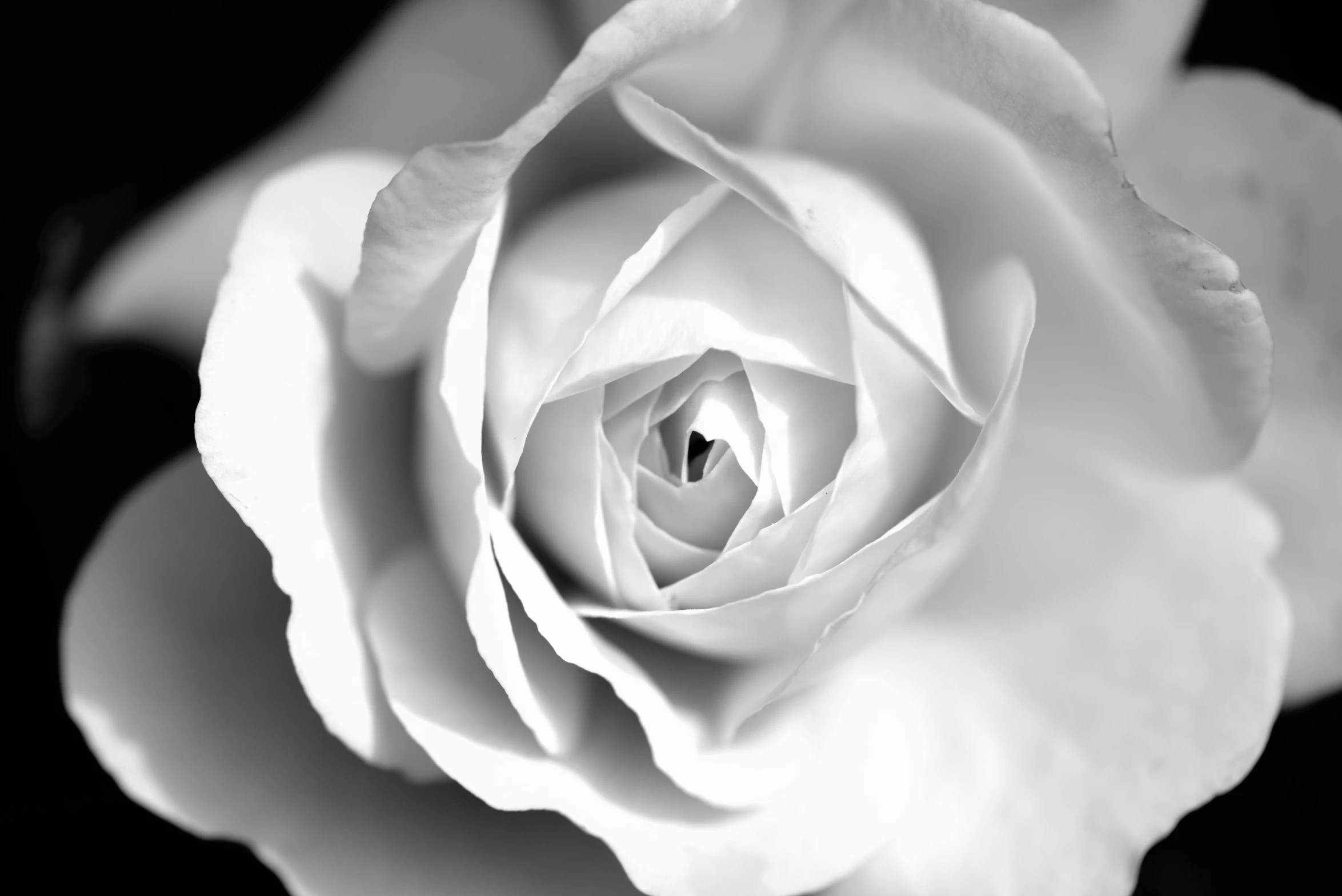 a close up of a white rose on a black background, a black and white photo, center focused, shaped focus, rose twining, an open eye in its center