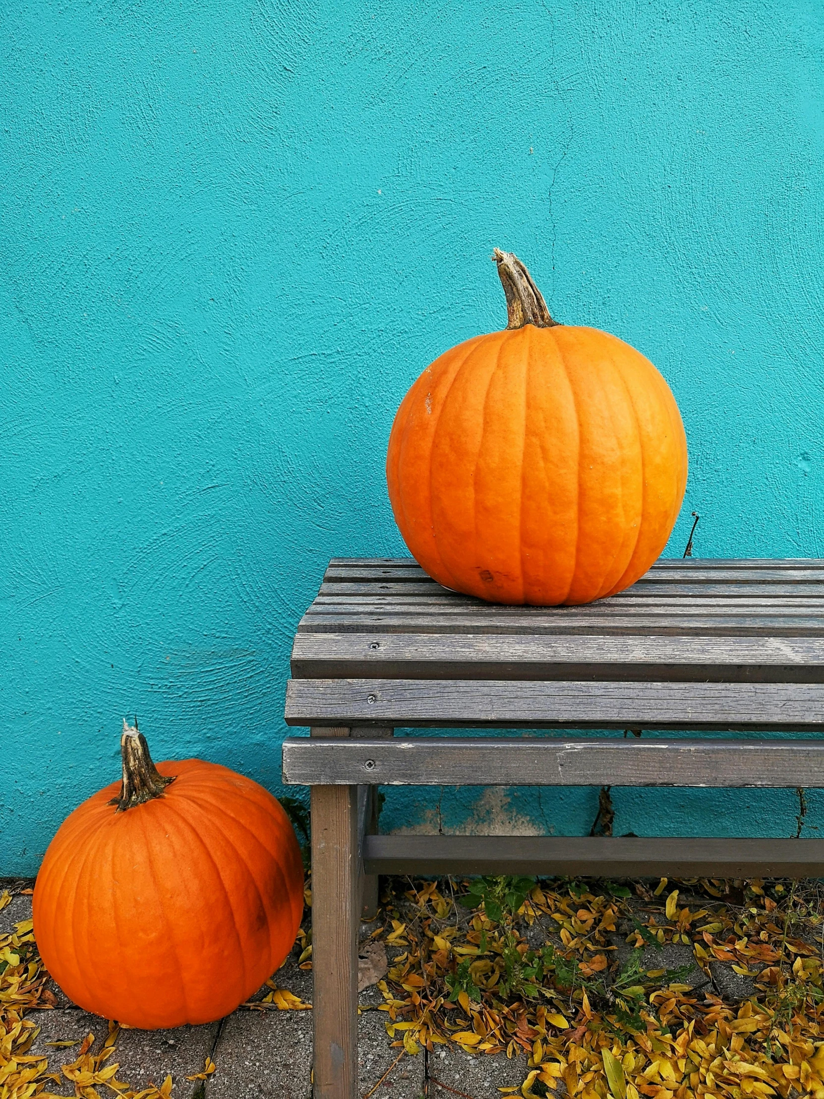 two pumpkins sitting on a bench in front of a blue wall, by Ryan Pancoast, shutterstock contest winner, 2 5 6 x 2 5 6 pixels, turquoise color scheme, mid fall, slide show