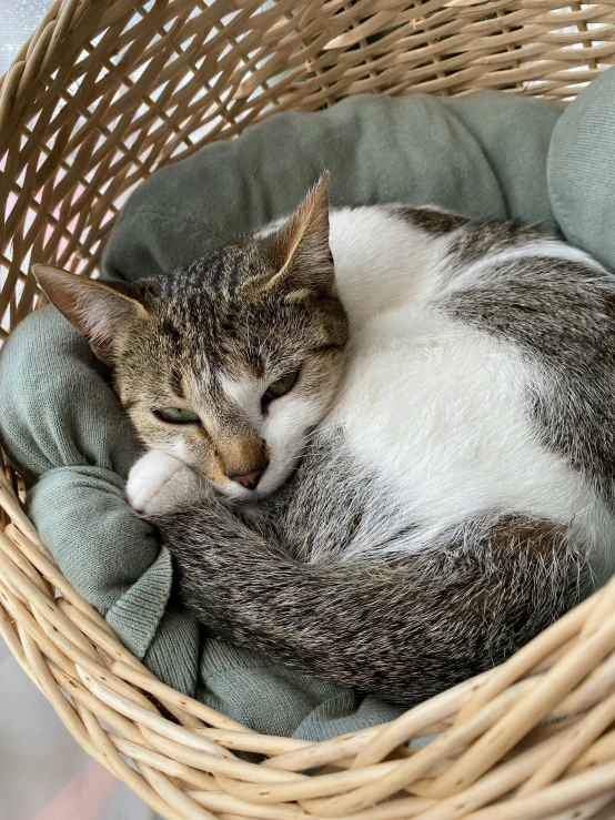 a cat is curled up in a basket, by Matija Jama, trending on reddit, full body close-up shot, full frame image, grey, small bed not made