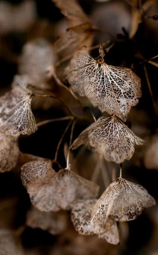 a close up of a bunch of flowers, a macro photograph, by Dave Allsop, hurufiyya, dried leaves, grey, brown, made of leaf skeletons