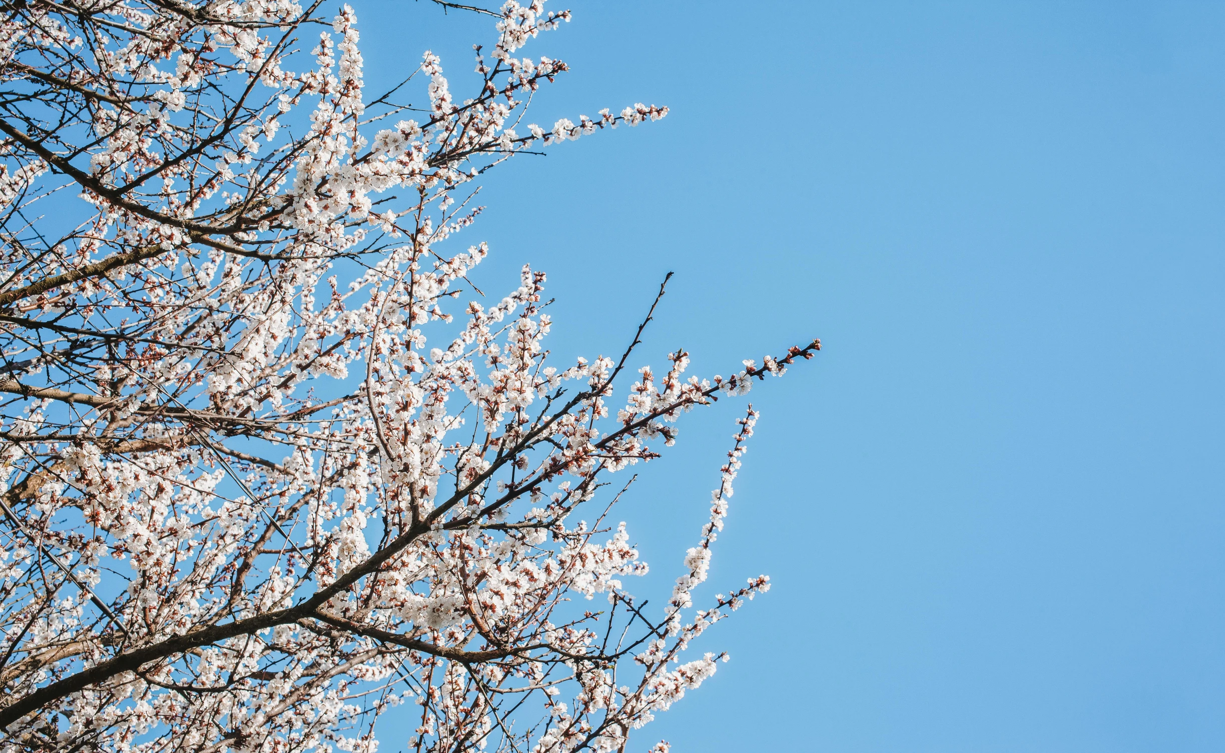 a tree with white flowers against a blue sky, trending on pexels, flowering buds, instagram post, sakura, thumbnail