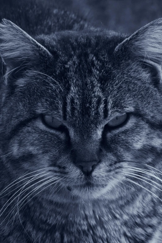 a black and white photo of a cat, an album cover, trending on unsplash, desaturated blue, scowling, an ai generated image, midnight