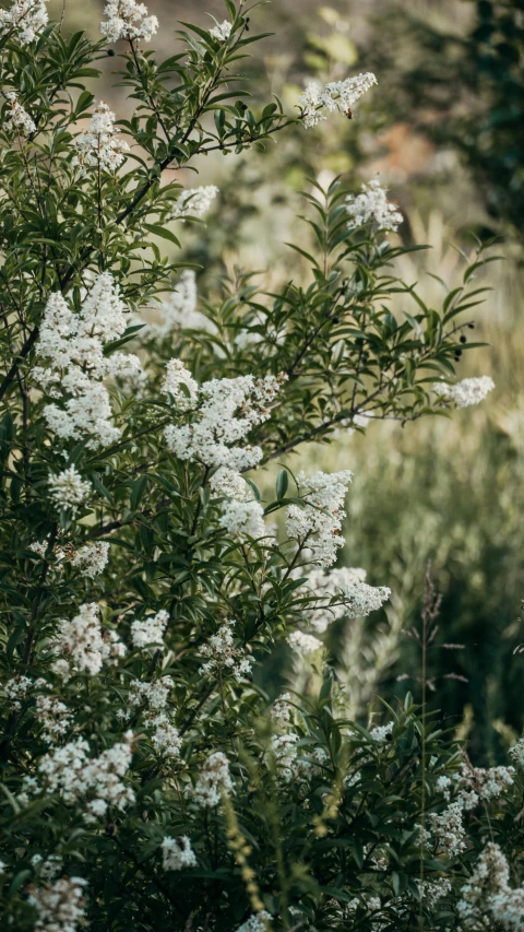 a bunch of white flowers sitting on top of a lush green field, by Sophie Pemberton, unsplash, lilac bushes, tree and plants, swarming with insects, at the waterside