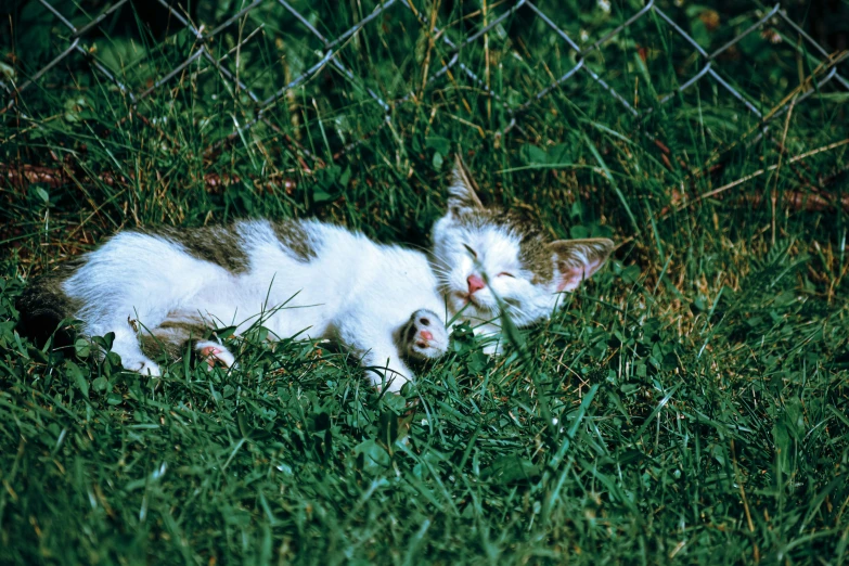 a cat that is laying down in the grass, an album cover, inspired by Elsa Bleda, photorealism, ektachrome ( 1 9 7 6 ), ffffound, warm summer nights, kodak ektachrome 1 2 0