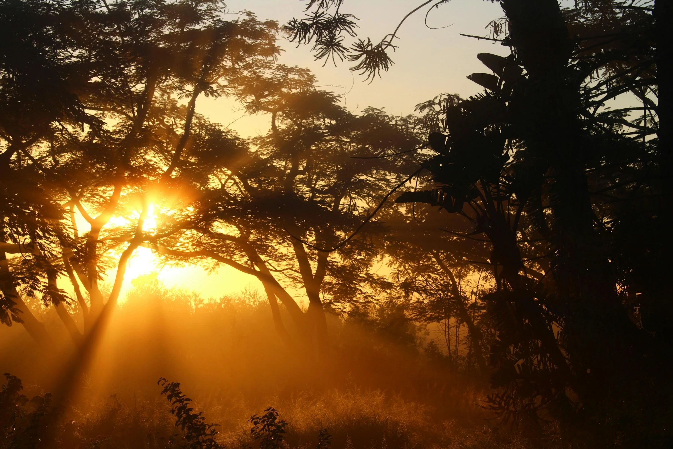 the sun is shining through the trees in the field, a photo, by Jessie Algie, sumatraism, in africa, lit in a dawn light, by greg rutkowski, fan favorite