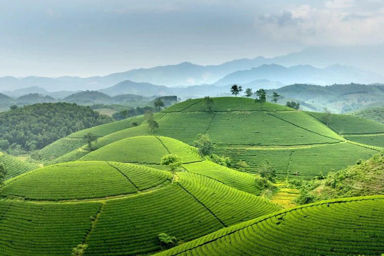 a lush green field with mountains in the background, by Adam Marczyński, pexels contest winner, sumatraism, tea, 2 5 6 x 2 5 6 pixels, kerala motifs, 4k/8k