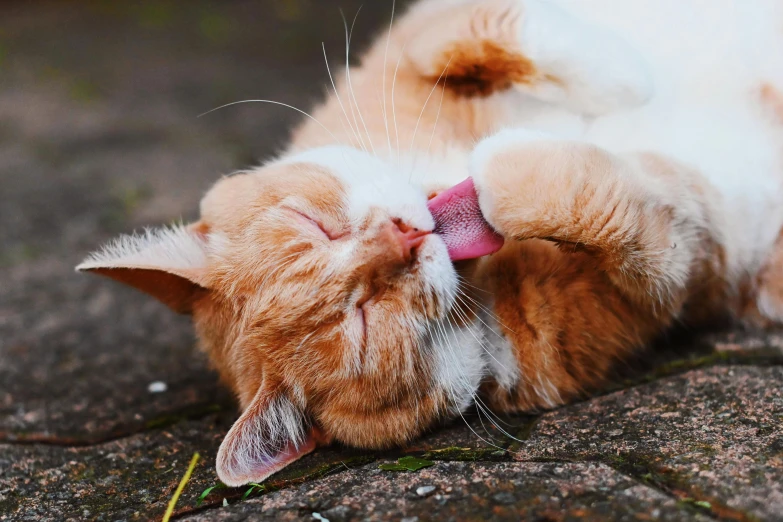 an orange and white cat laying on top of a rock, by Julia Pishtar, unsplash, licking tongue, pink, chewing tobacco, in an action pose