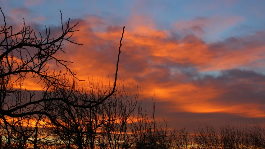 a tree is silhouetted against a sunset sky, by Gwen Barnard, unsplash, fan favorite, red sky blue, bare trees, fire from sky