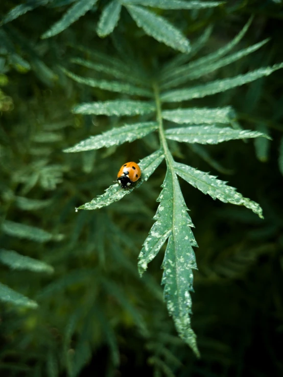 a ladybug sitting on top of a green leaf, unsplash, fern, marijuana leaves ) wet, low quality photo