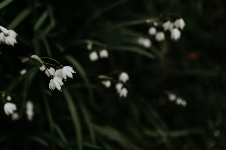 a bunch of white flowers sitting on top of a lush green field, a black and white photo, inspired by Elsa Bleda, unsplash, in a dark forest, bells, unsplash photo contest winner, lily petals