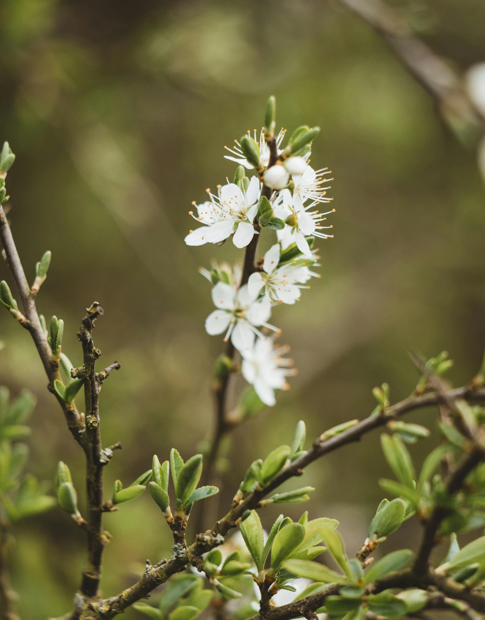 a close up of a flower on a tree, woodland location, fruit trees, green and white, carefully crafted