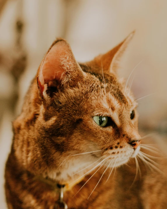 a close up of a cat with a collar on, a picture, trending on pexels, portrait of garfield, slightly - pointed ears, female looking, an ai generated image