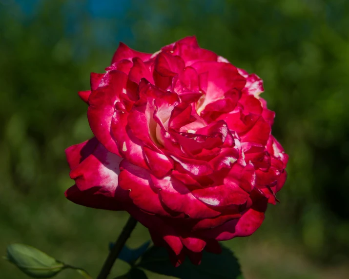 a red rose sitting on top of a lush green field