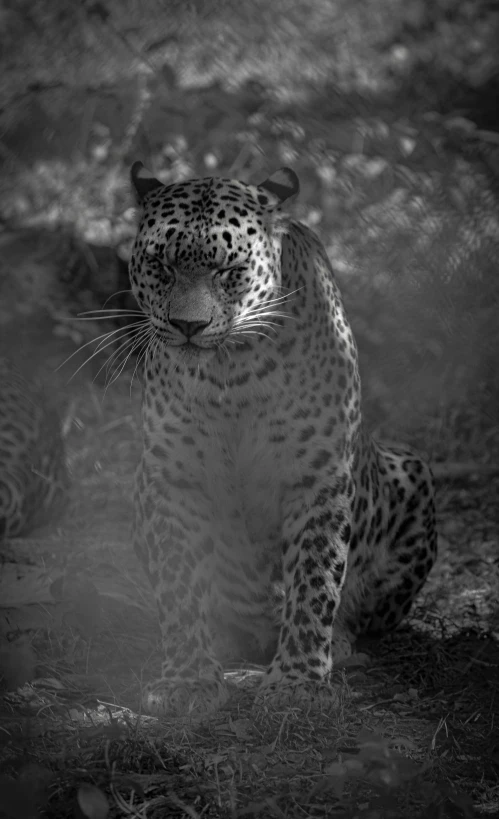 a black and white photo of a leopard, flickr, medium format. soft light, intense smoldering, nostalgic 8k, looking at you