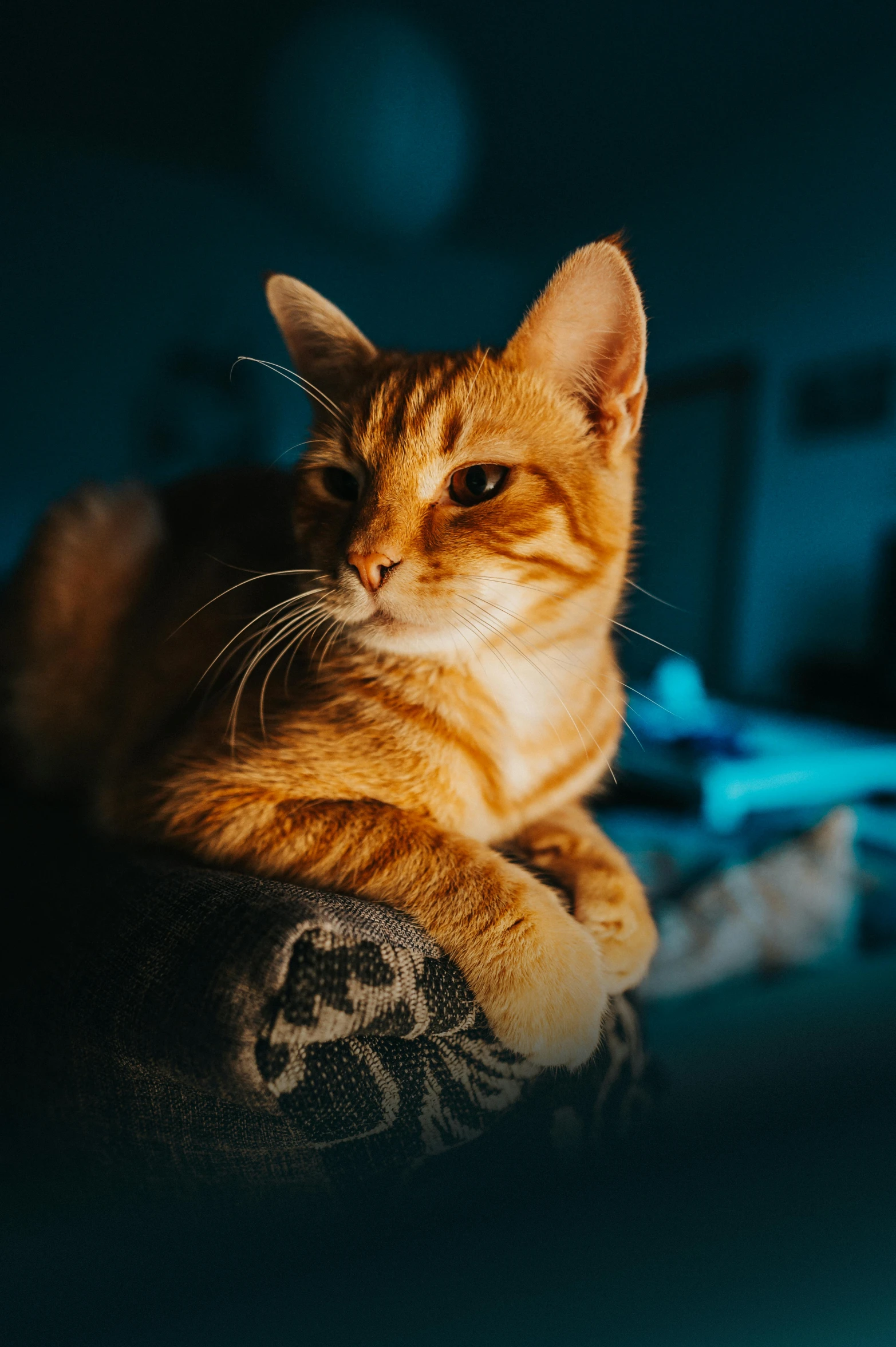 a cat that is laying down on a couch, by Niko Henrichon, pexels contest winner, orange glow, cinematic closeup, sitting on top a table, smooth background