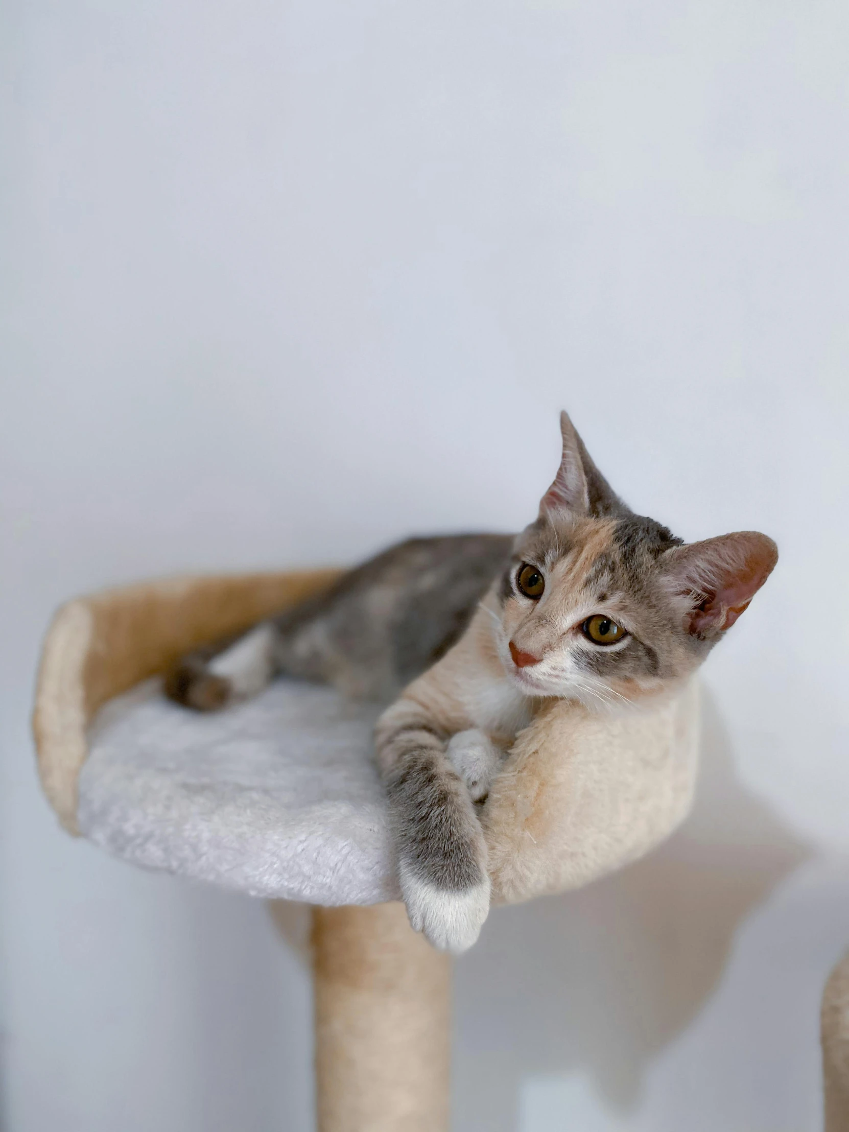 a cat sitting on top of a cat tree, soft body, laying on her back, on display, birdseye view