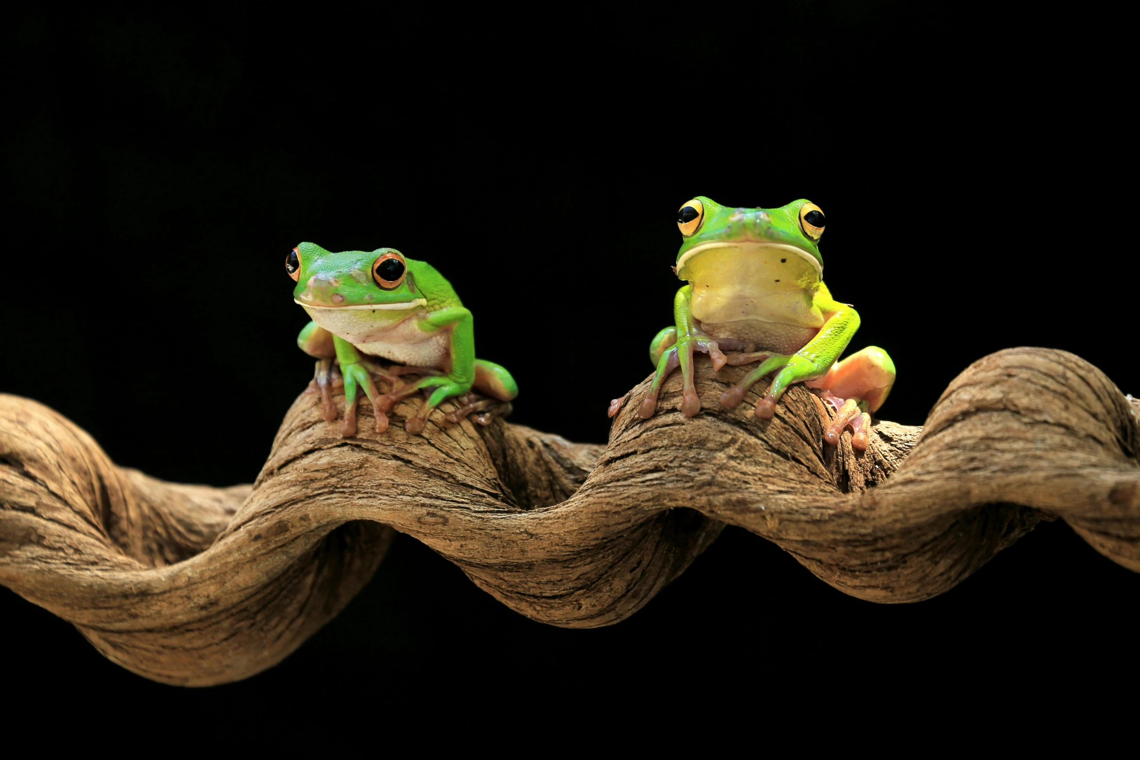 two frogs sitting on top of a piece of wood, by Basuki Abdullah, trending on pexels, photorealism, sitting on a curly branch, vine twist, yann arthus - bertrand, getty images