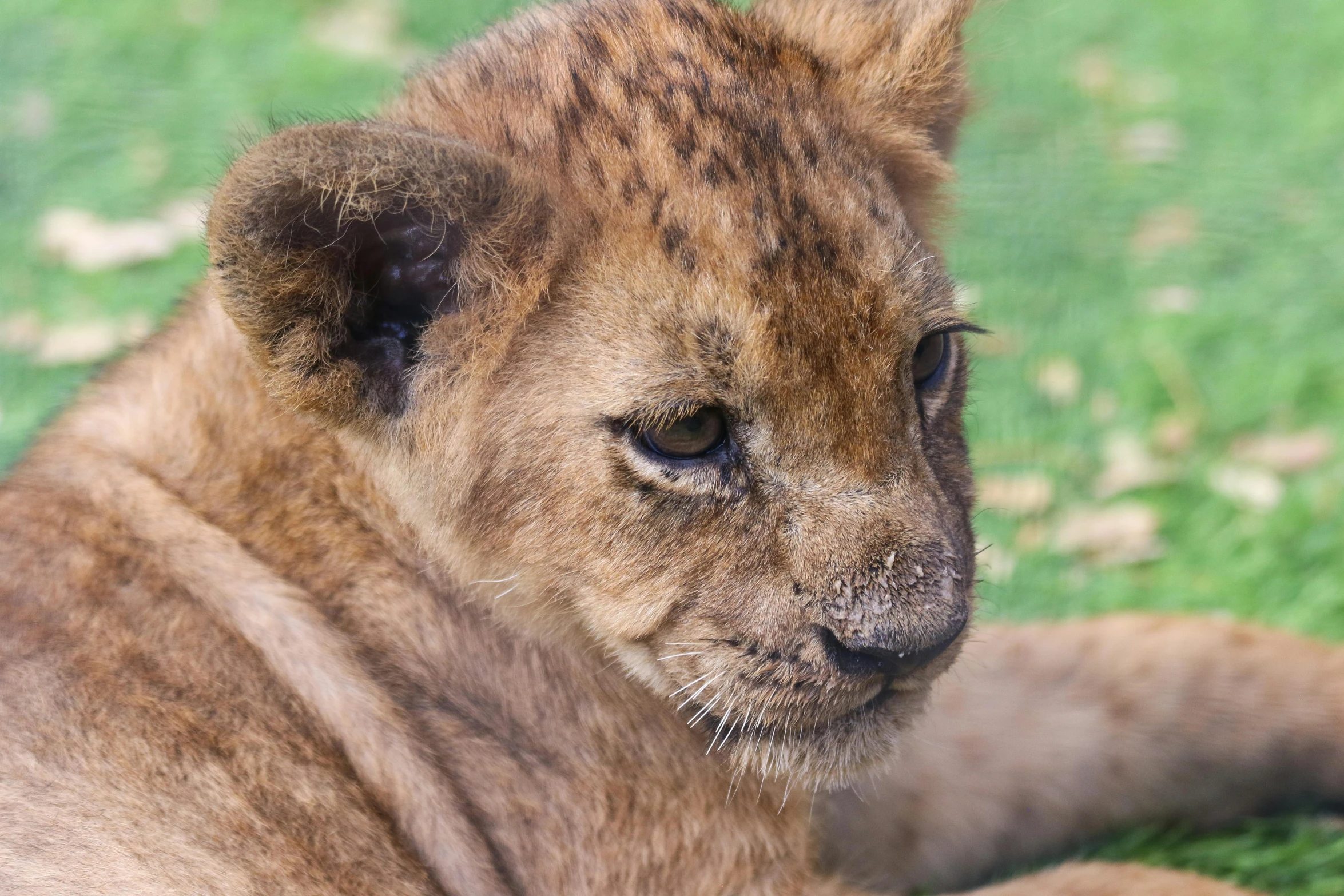 a young lion laying on top of a lush green field, pexels contest winner, closeup 4k, avatar image, cub, skeptical expression