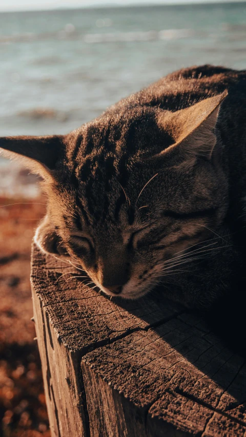 a cat laying on top of a wooden fence next to the ocean, unsplash, renaissance, golden hour closeup photo, asleep, instagram photo, profile picture 1024px