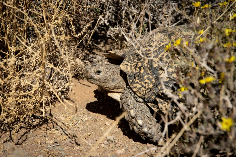 a large lizard sitting on top of a dirt field, desert camouflage, amongst foliage, aged turtle, taken with sony alpha 9