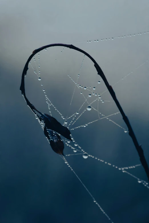 a spider sitting on top of a spider web, by Attila Meszlenyi, unsplash contest winner, minimalism, vines hanging over the water, glassy fracture, dark blue mist, broken antenna