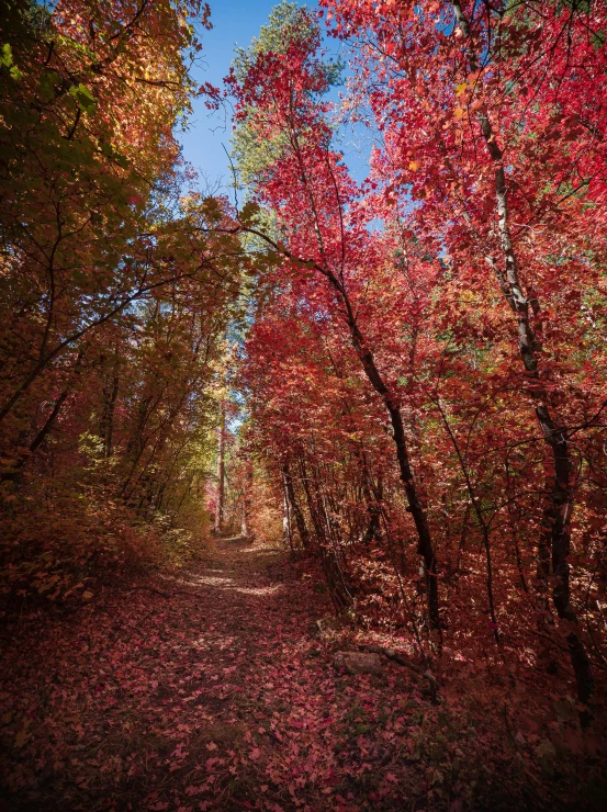 a forest filled with lots of trees covered in red leaves, slide show, photograph, pathway, half image
