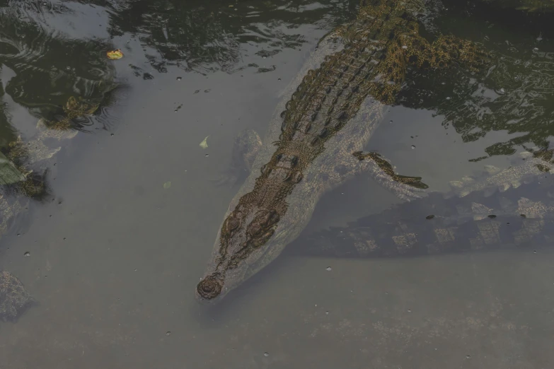 a large alligator floating in a body of water, looking down on the camera, shot with sony alpha 1 camera, brown, low quality photo