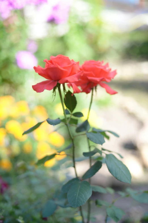 a closeup of two rose's budding out on a sunny day