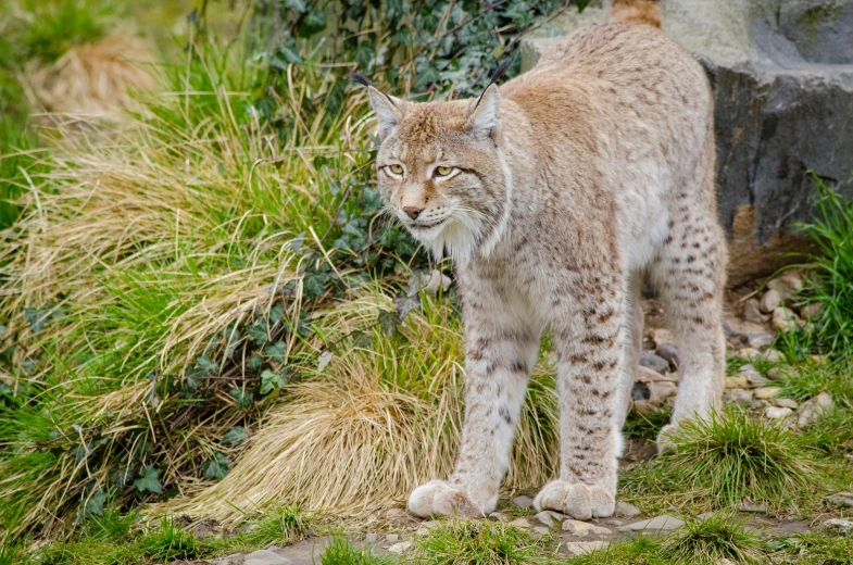 a lynx standing on top of a lush green field, a picture, unsplash, renaissance, avatar image, museum quality photo, wales, 🦩🪐🐞👩🏻🦳