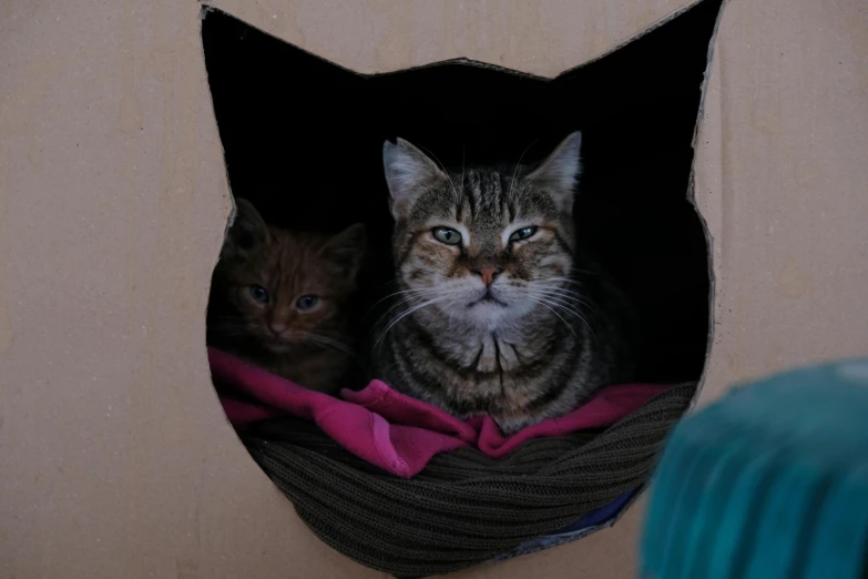 a couple of cats sitting inside of a cardboard box, hanging, motherly, listing image, 1 female