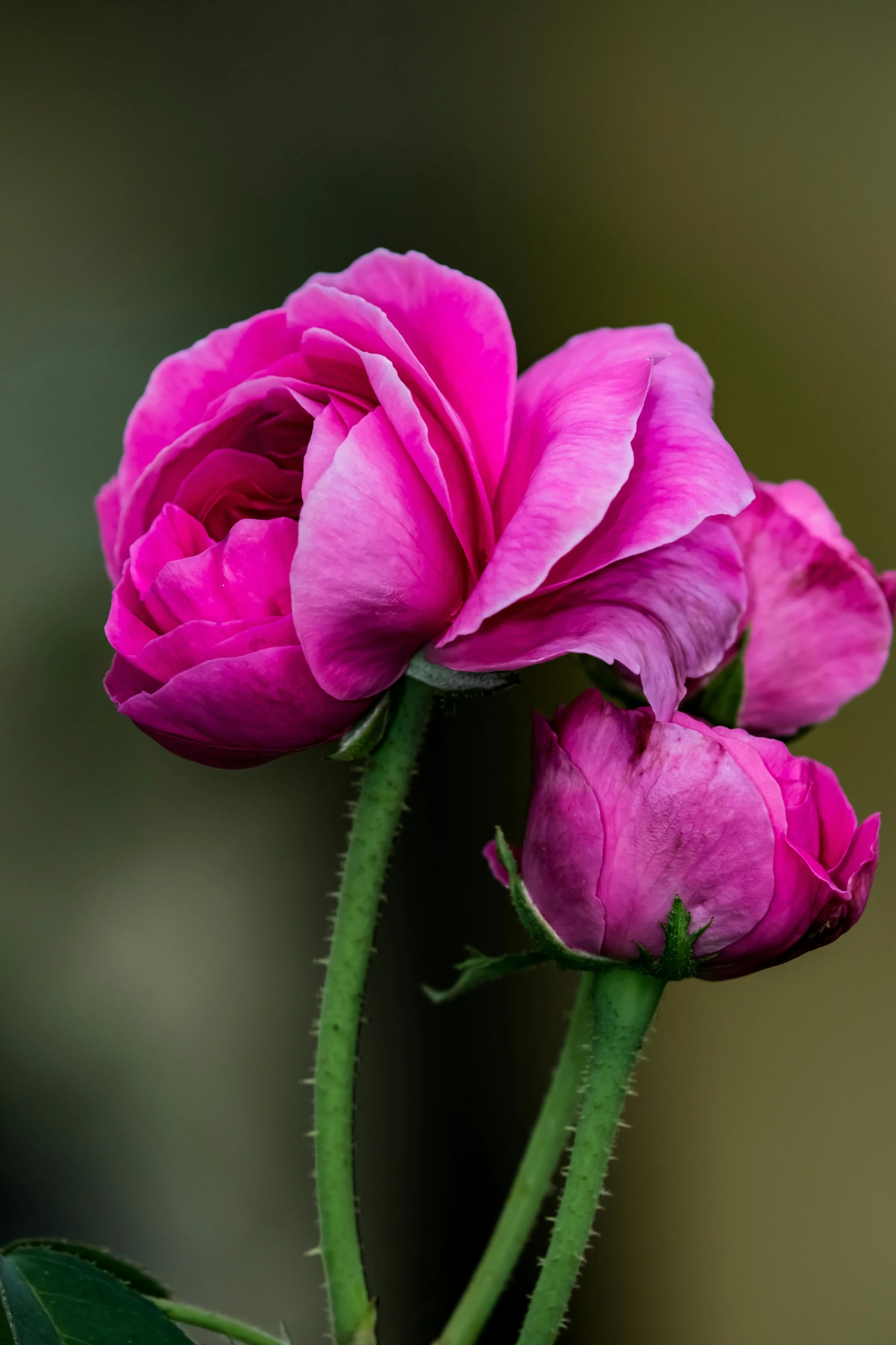 two flowers that are pink sitting on a green stem