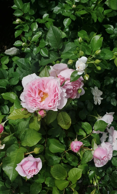 some pink roses surrounded by green leaves