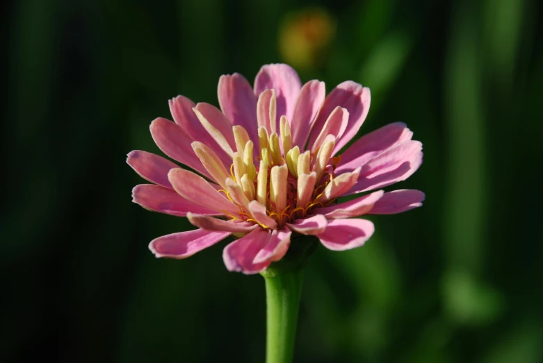 a close up of a pink flower on a stem, no cropping, in the sun, ready to eat, on display