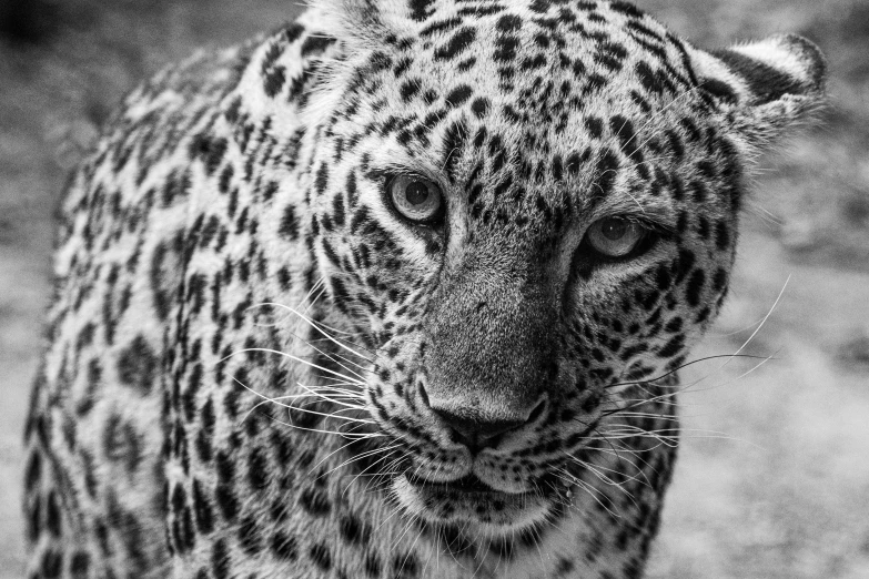 a black and white photo of a leopard, a black and white photo, by Juergen von Huendeberg, pexels, finely detailed eyes, photo realistic”, front portrait, spotted