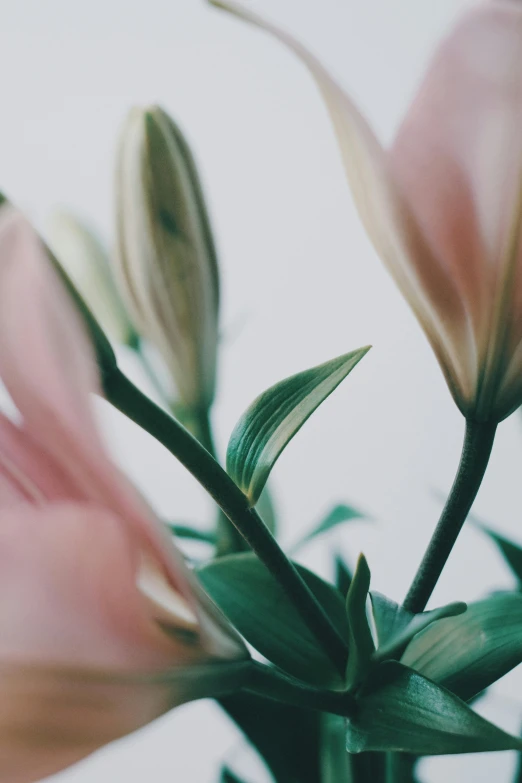 a close up of a pink flower in a vase, by Carey Morris, trending on unsplash, lily flowers, in muted colours, large leaves, soft light.4k