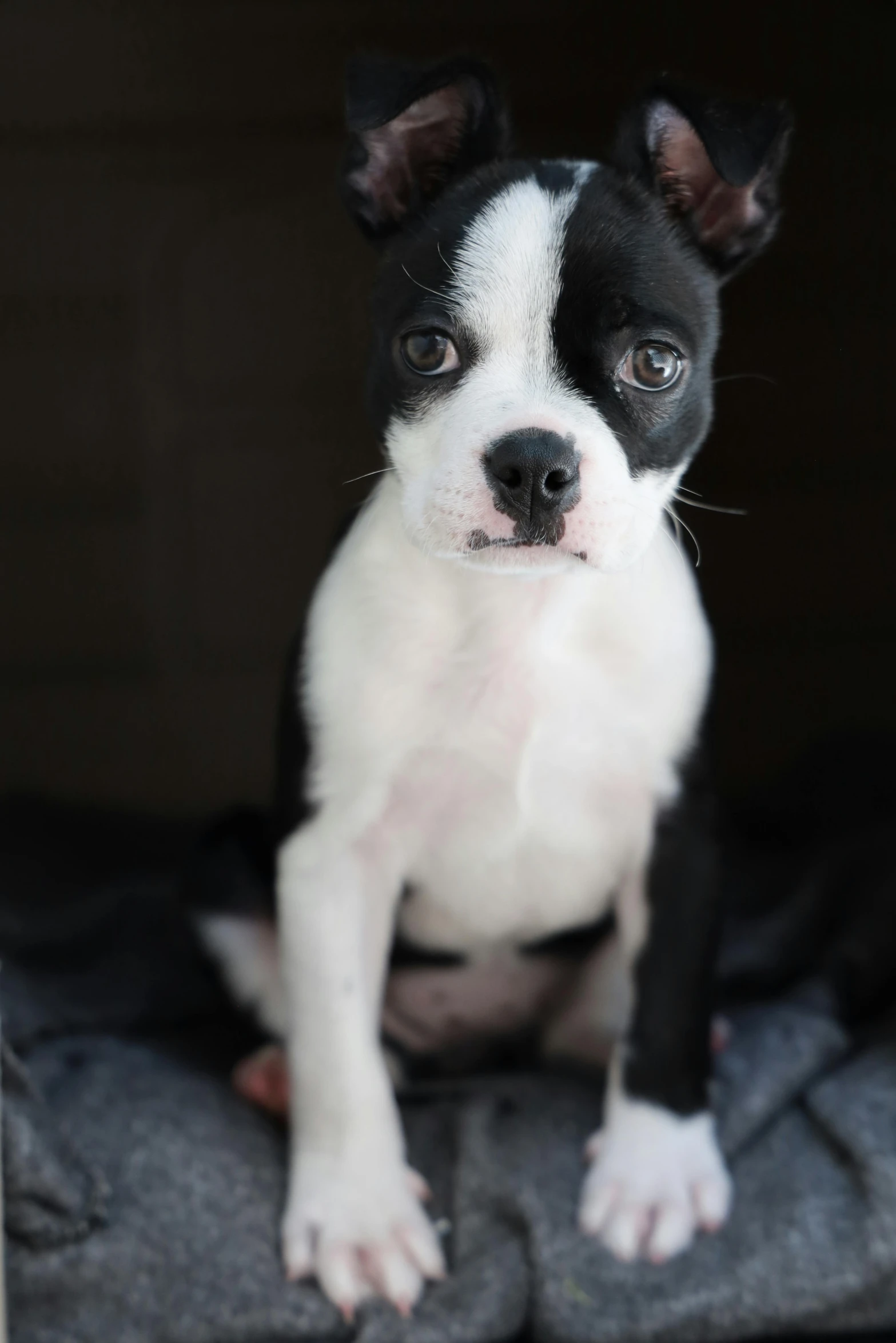 a small black and white dog sitting on a blanket, unsplash, serious faces, with a white nose, photo realistic”
