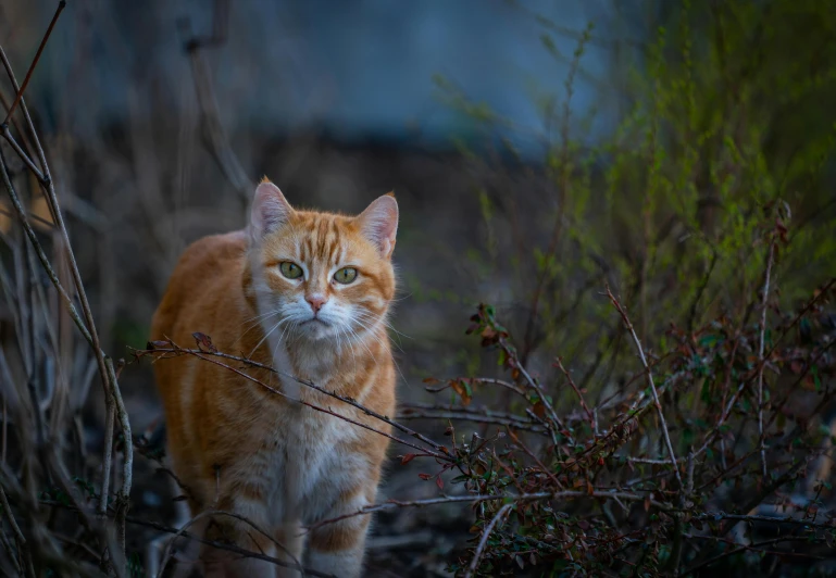 a cat that is standing in the grass, unsplash, paul barson, a photograph of a rusty, hunting, full frame image