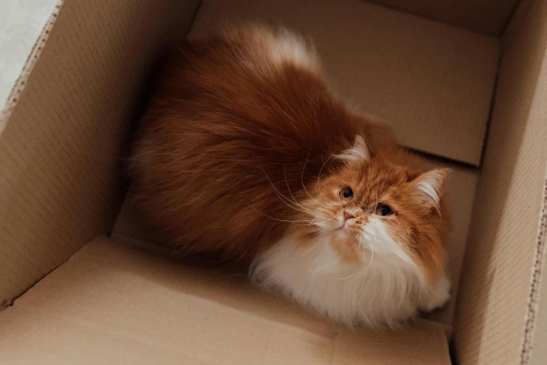 an orange and white cat sitting in a cardboard box, by Emma Andijewska, pexels contest winner, thick fluffy tail, gif, laying down, high quality photo