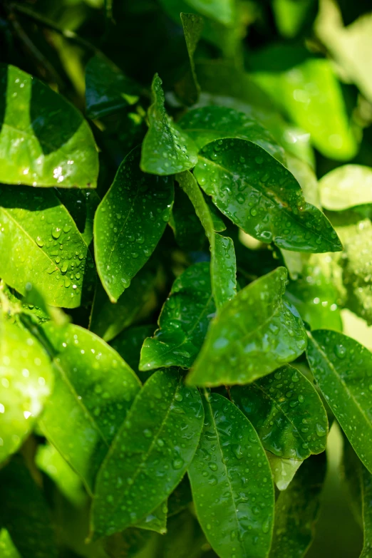 a close up of a plant with water droplets on it, hedges, lime, wet lush jungle landscape, soft shade