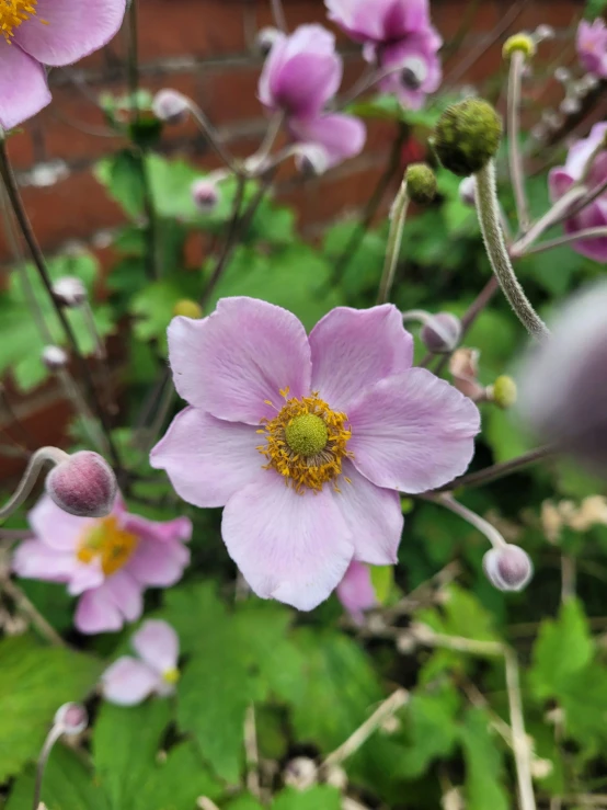 a group of pink flowers sitting on top of a lush green field, by David Simpson, unsplash, arts and crafts movement, anemone, in a cottagecore flower garden, shot with iphone 1 0, high angle close up shot