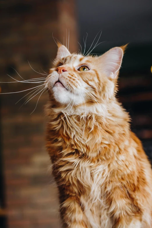 an orange cat sitting on top of a table, trending on unsplash, renaissance, head looking up, maine coon, close - up profile, a tall