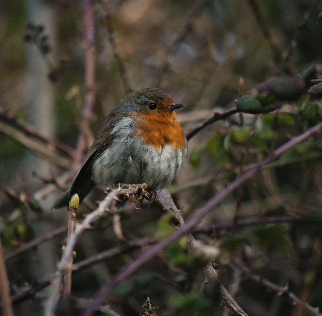 a small bird sitting on top of a tree branch, pexels contest winner, renaissance, rose-brambles, orange fluffy belly, a high angle shot, today\'s featured photograph 4k