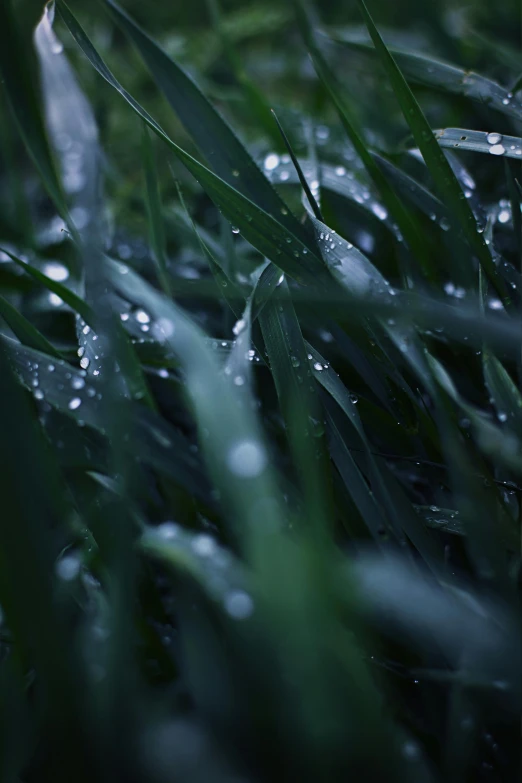 a yellow fire hydrant sitting on top of a lush green field, a macro photograph, inspired by Elsa Bleda, unsplash, knees tucked in | rain falls, during the night, grass texture, from 8 k matte