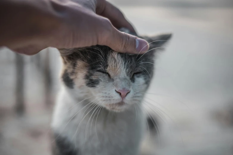 a close up of a person petting a cat, by Niko Henrichon, trending on pexels, greeting hand on head, high forehead, liquid cat, beautiful picture of stray