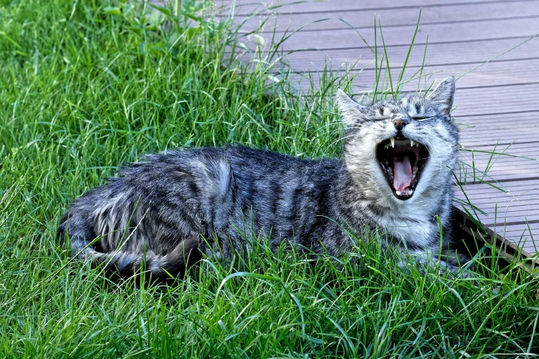 a cat has it's mouth open in the grass