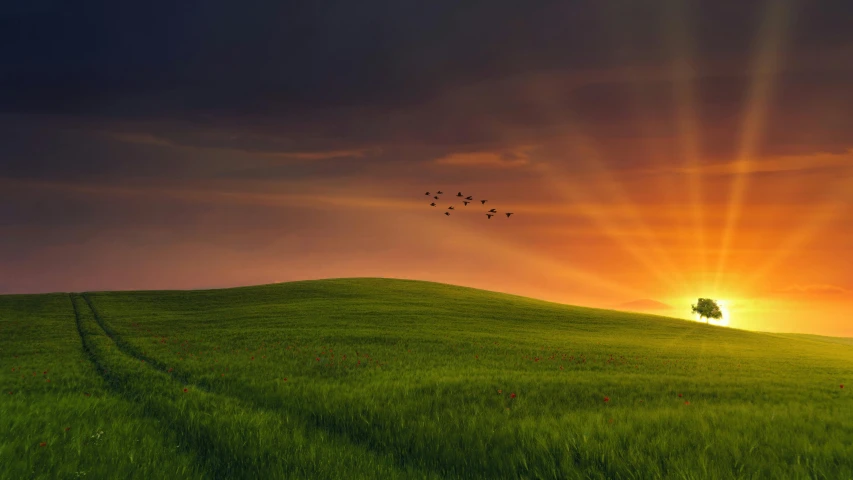 a field with a tree and birds flying in the sky, inspired by Gediminas Pranckevicius, pixabay contest winner, rolling green hills, sunset photo, windows xp wallpaper, youtube thumbnail