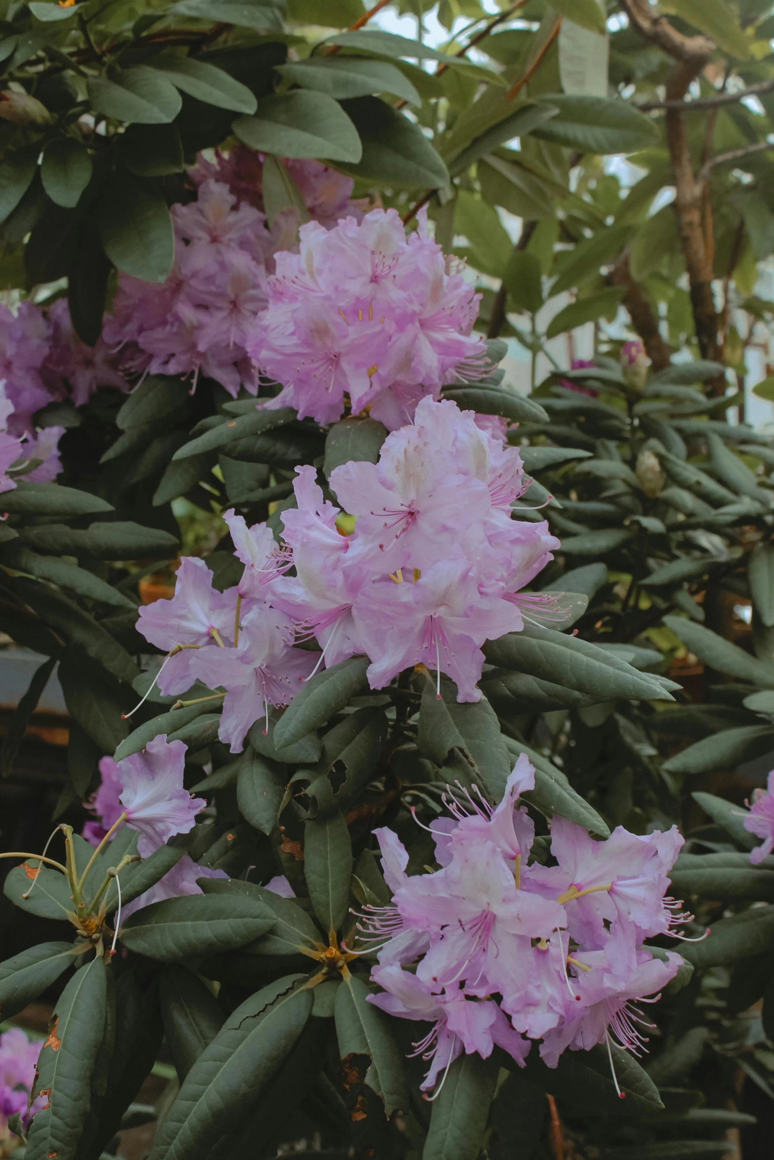 a bunch of purple flowers sitting on top of a lush green field, a colorized photo, unsplash, art nouveau, in bloom greenhouse, light pink mist, high angle close up shot, in avila pinewood